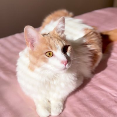 Bao, chat roux et blanc, allongé sur un plaid rose